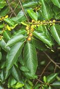 خرمندی - معرفی و خواص گیاهان دارویی